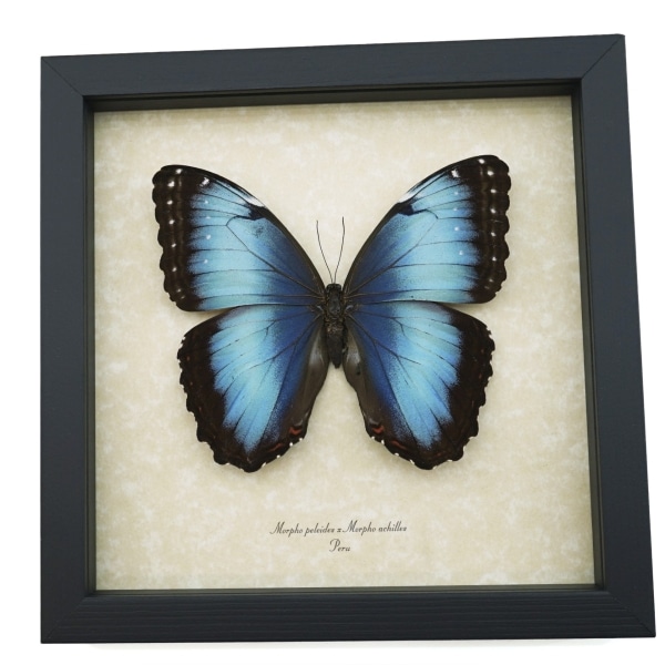 Rare Hybrid Blue Morpho Butterfly Morpho peleides Morpho achilles Female XL Framed Taxidermy Display