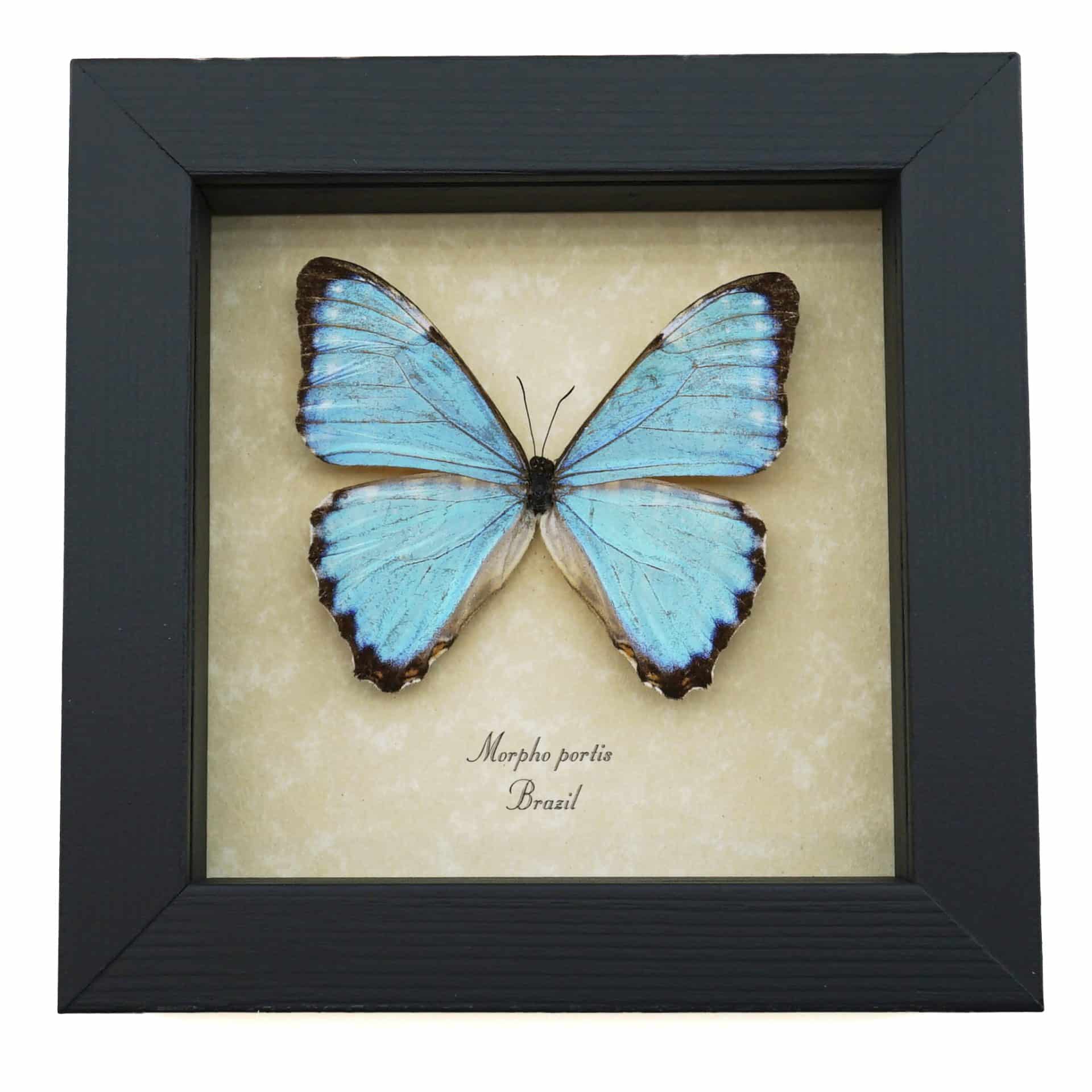 Morpho portis Glowing Blue Morpho Butterfly - Framed Taxidermy