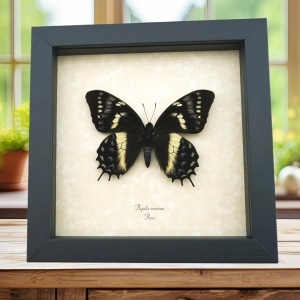 Rare Framed Butterfly Papilio cacicus inca Taxidermy Display