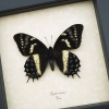 Rare Framed Butterfly Papilio cacicus inca Taxidermy Display