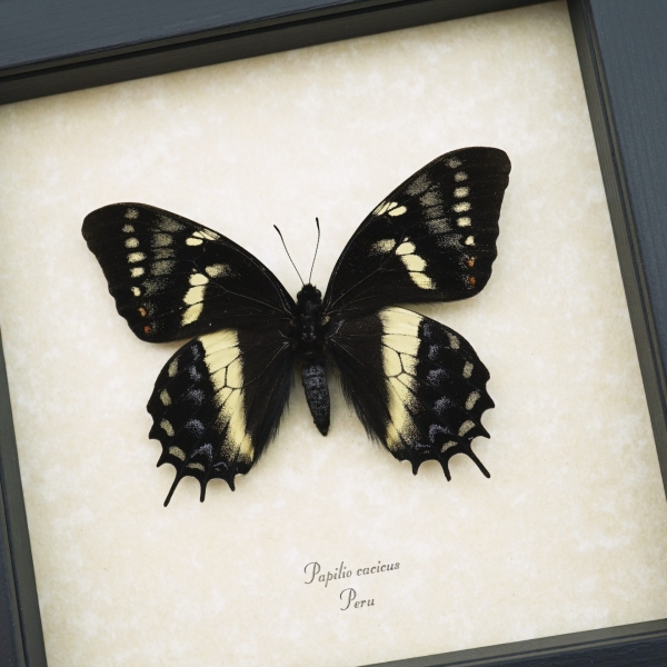 Rare Framed Butterfly Papilio cacicus inca Taxidermy Display