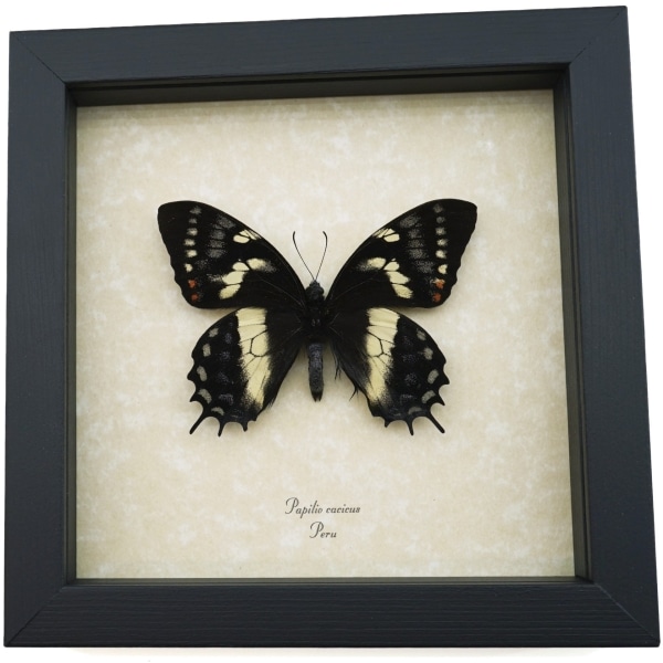 Papilio cacicus inca Rare Butterfly Real Framed Swallowtail Taxidermy ooak