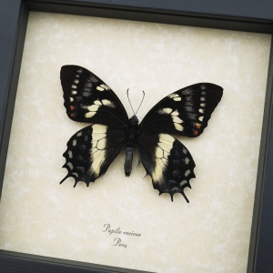 Papilio cacicus inca Rare Butterfly Real Framed Swallowtail Taxidermy ooak
