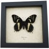 Rare Framed Butterfly Papilio cacicus inca Taxidermy Display