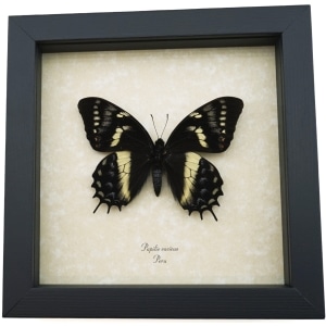 Rare Framed Butterfly Papilio cacicus inca Taxidermy Display