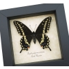 Eastern Black Swallowtail Butterfly Framed Taxidermy Display