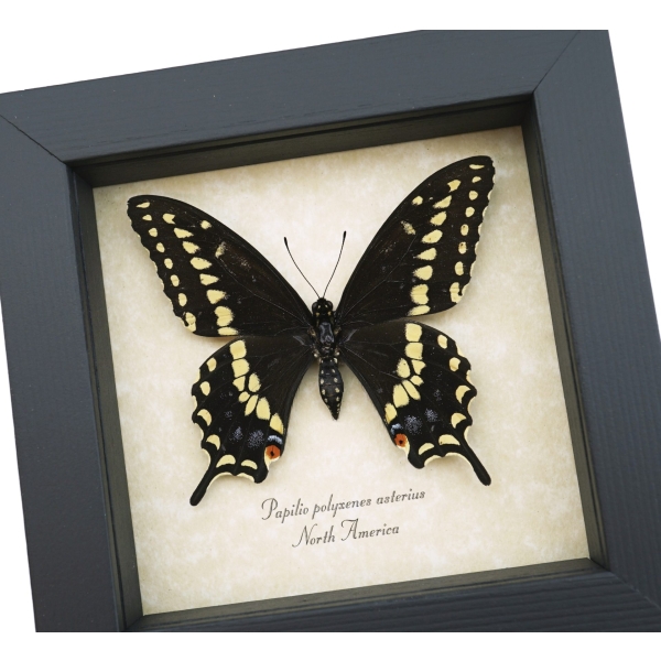 Eastern Black Swallowtail Butterfly Framed Taxidermy Display