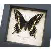 Eastern Black Swallowtail Butterfly Framed Taxidermy Display