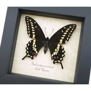 Eastern Black Swallowtail Butterfly Framed Taxidermy Display