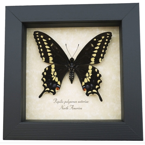 Eastern Black Swallowtail Butterfly Framed Taxidermy Display