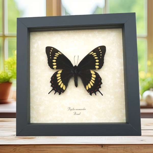 Papilio scamander Female Butterfly Real Framed Swallowtail Rare Taxidermy Display Papilio scamander Female Butterfly Real Framed Swallowtail Rare Taxidermy Display