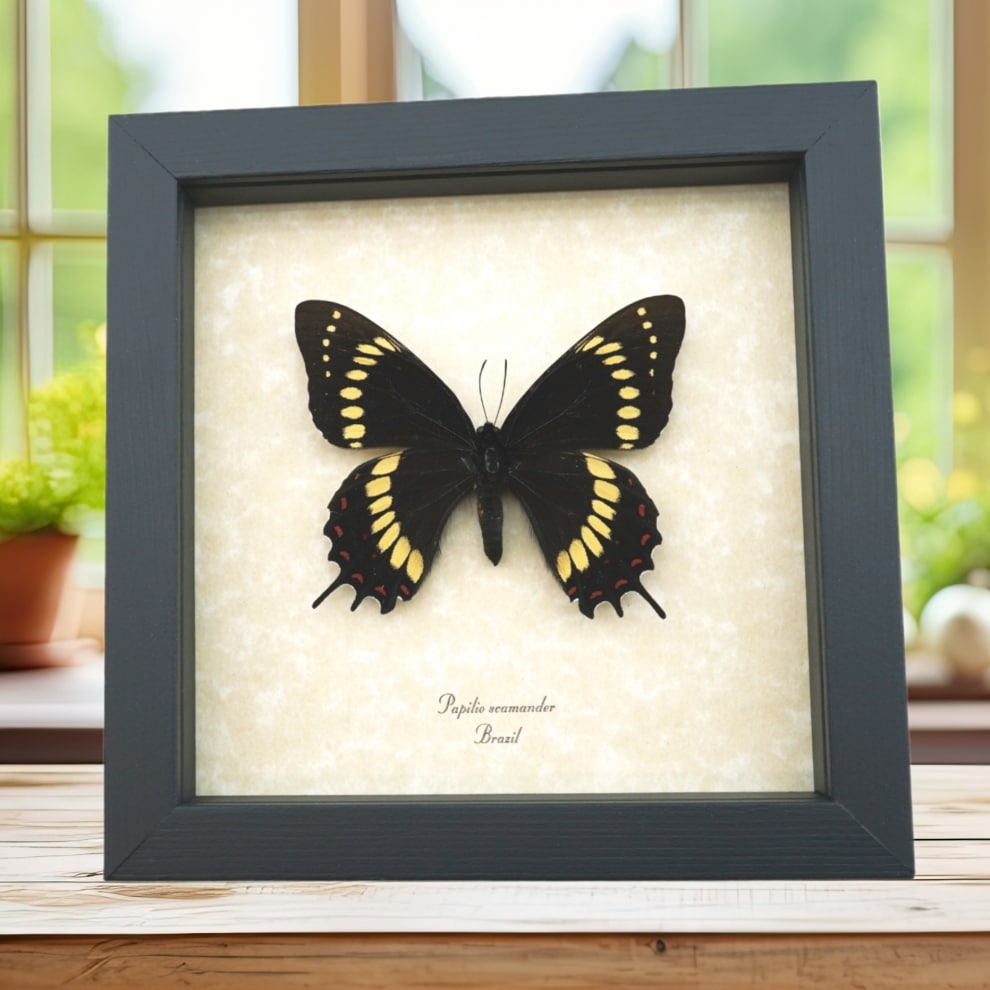 Papilio scamander Female Butterfly Real Framed Swallowtail Rare Taxidermy Display