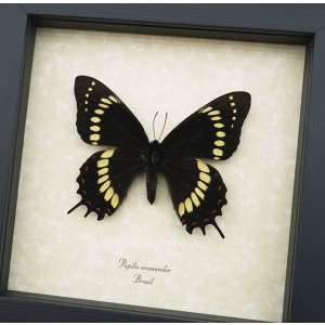 Papilio scamander Female Butterfly Real Framed Swallowtail Rare Taxidermy Display