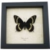 Papilio scamander Male Butterfly Real Framed Swallowtail Rare Taxidermy Display