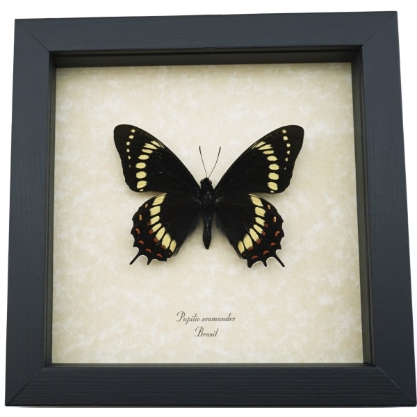 Papilio scamander Male Butterfly Real Framed Swallowtail Rare Taxidermy Display