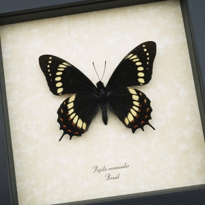 Papilio scamander Male Butterfly Real Framed Swallowtail Rare Taxidermy Display