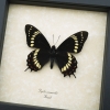 Papilio scamander Male Butterfly Real Framed Swallowtail Rare Taxidermy Display