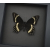 Papilio scamander Male Butterfly Real Framed Swallowtail Rare Taxidermy Moonlight Display