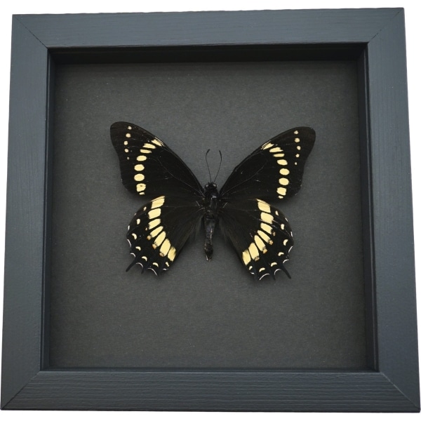 Papilio scamander Male Butterfly Real Framed Swallowtail Rare Taxidermy Moonlight Display