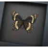 Papilio scamander Female Verso Butterfly Real Framed Swallowtail Rare Taxidermy Moonlight Display