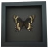 Papilio scamander Female Verso Butterfly Real Framed Taxidermy Moonlight Display