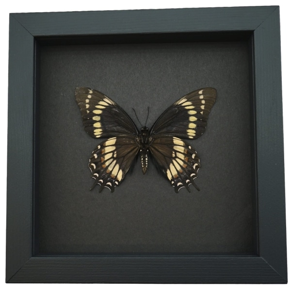 Papilio scamander Female Verso Butterfly Real Framed Taxidermy Moonlight Display