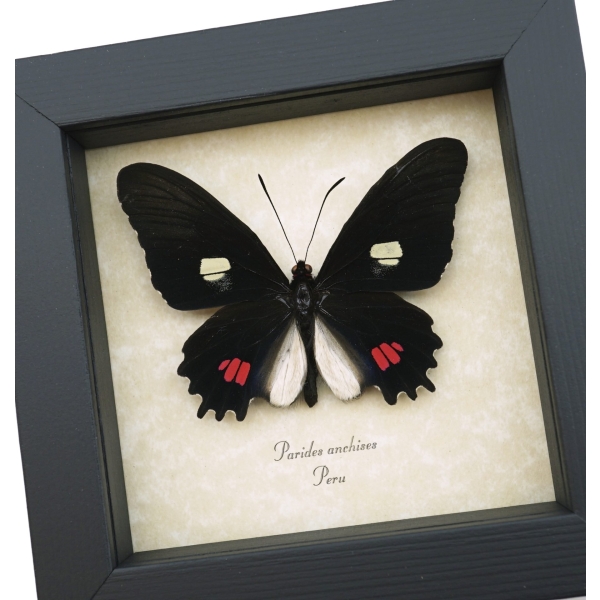 Pink Black Framed Butterfly Parides anchises Taxidermy Display