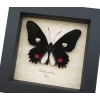 Pink Black Framed Butterfly Parides anchises Taxidermy Display
