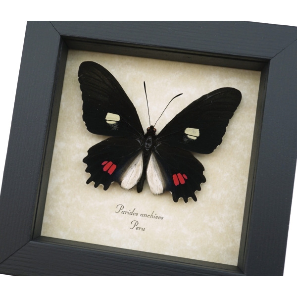 Pink Black Framed Butterfly Parides anchises Taxidermy Display