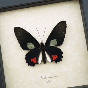 Parides vertumnus Red Black Butterfly Framed Taxidermy Display