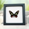 Parides vertumnus Red Black Butterfly Framed Taxidermy Classic Black Display