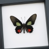 Parides vertumnus Red Black Butterfly Framed Taxidermy Classic Black Display