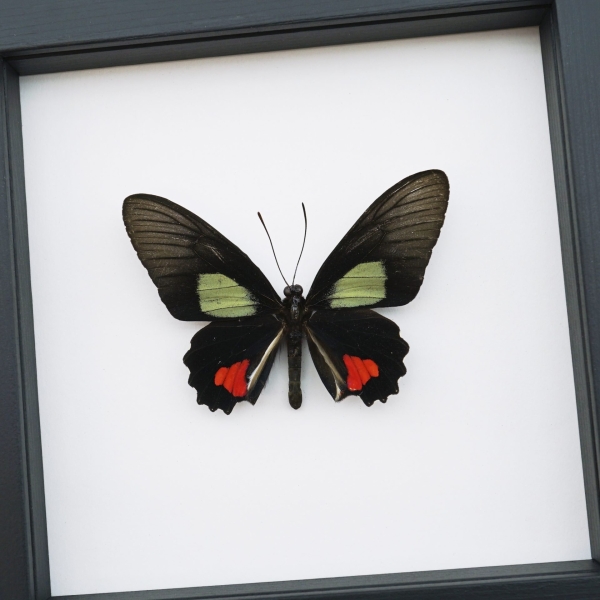 Parides vertumnus Red Black Butterfly Framed Taxidermy Classic Black Display