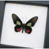 Parides vertumnus Red Black Butterfly Framed Taxidermy Classic Black Display