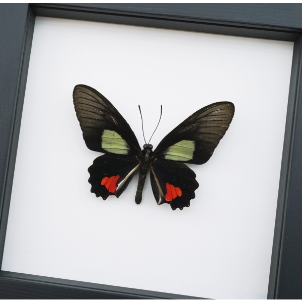 Parides vertumnus Red Black Butterfly Framed Taxidermy Classic Black Display