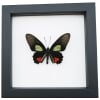 Parides vertumnus Red Black Butterfly Framed Taxidermy Classic Black Display