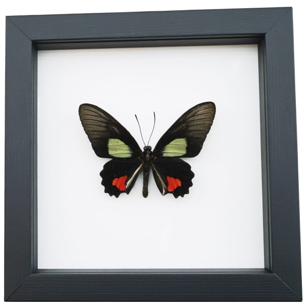 Parides vertumnus Red Black Butterfly Framed Taxidermy Classic Black Display