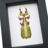 Green Walking Leaf Insect Phyllium Pulchrifolium male Framed Taxidermy Classic Black Display
