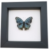 Royal Blue Pansy Butterfly Precis rhadama male Framed Taxidermy Classic Black Display