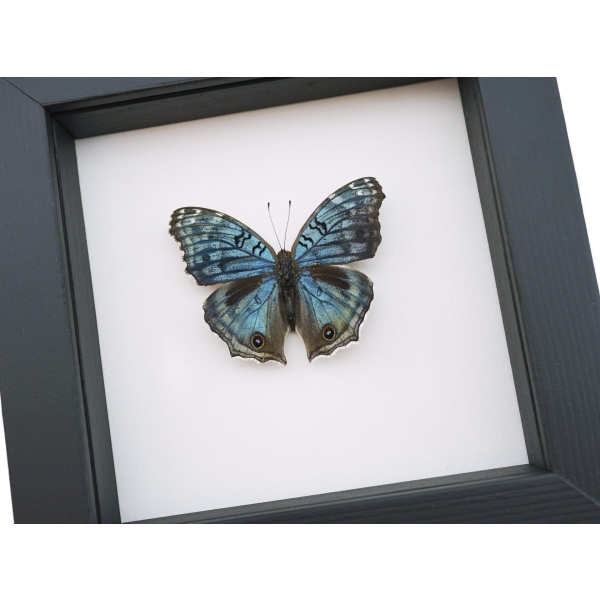 Royal Blue Pansy Butterfly Precis rhadama male Framed Taxidermy Classic Black Display