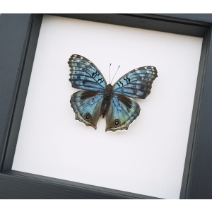Royal Blue Pansy Butterfly Precis rhadama male Framed Taxidermy Classic Black Display