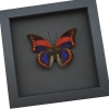 Prepona praeneste Purple Red Framed Butterfly Moonlight Display Taxidermy