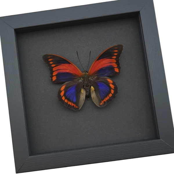 Prepona praeneste Purple Red Framed Butterfly Moonlight Display Taxidermy