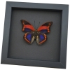 Prepona praeneste Purple Red Framed Butterfly Moonlight Display Taxidermy