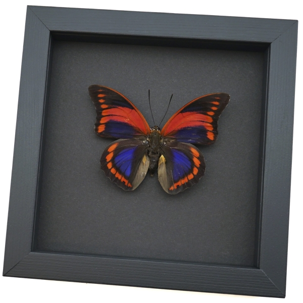 Prepona praeneste Purple Red Framed Butterfly Moonlight Display Taxidermy