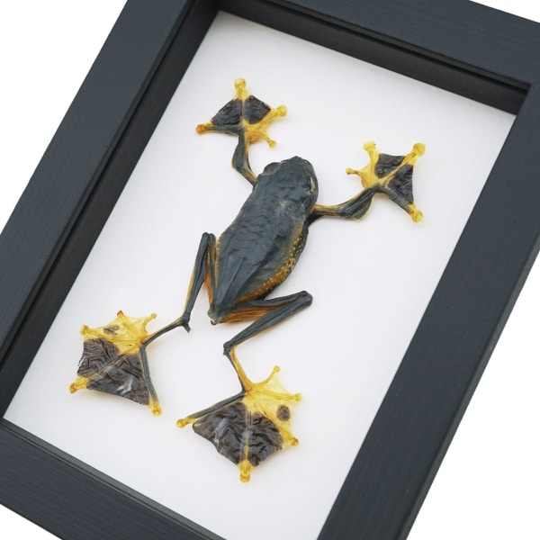 Flying Parachute Tree Frog Rhacophorus reinwardtii Male Large Framed Taxidermy Classic Black Display