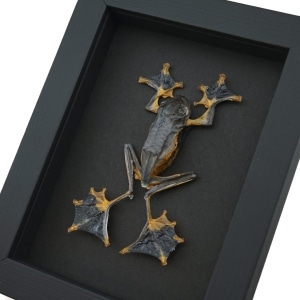 Flying Parachute Tree Frog Rhacophorus reinwardtii Male Large Framed Taxidermy Moonlight Display