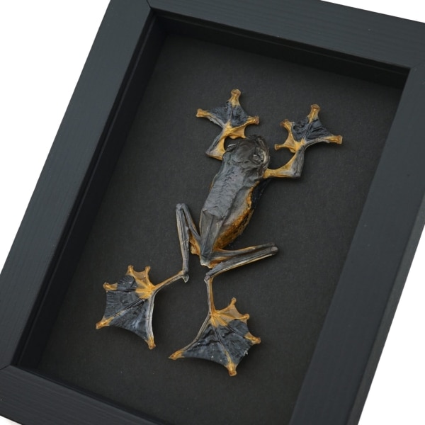 Flying Parachute Tree Frog Rhacophorus reinwardtii Male Large Framed Taxidermy Moonlight Display