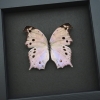 Salamis parhassus Mother Of Pearl Butterfly Moonlight Display Framed Taxidermy