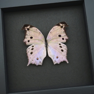 Salamis parhassus Mother Of Pearl Butterfly Moonlight Display Framed Taxidermy